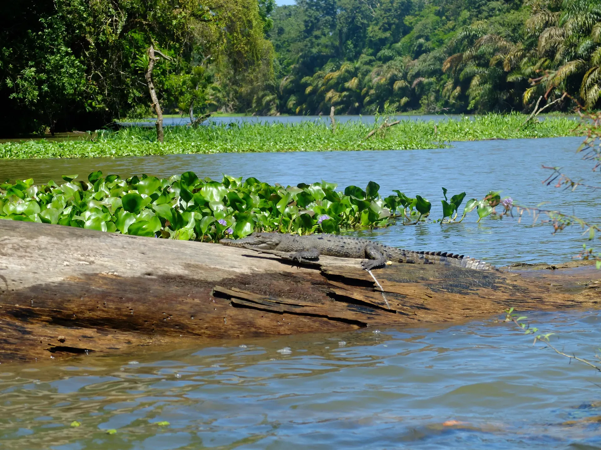 Tortuguero National Park