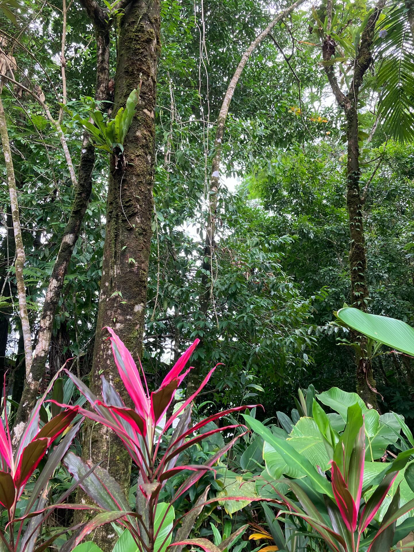 Tortuguero National Park view