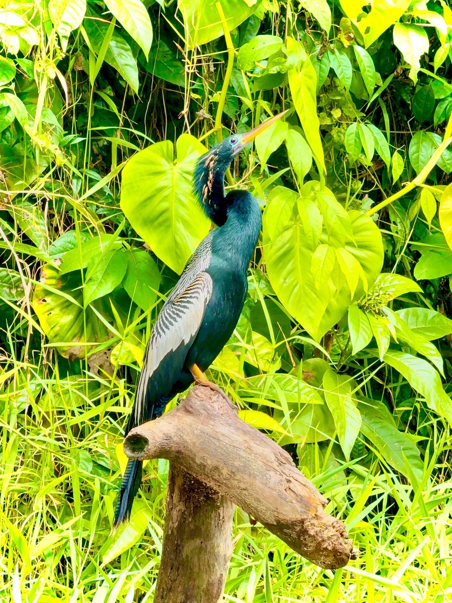 Tortuguero National Park tour visitor photo