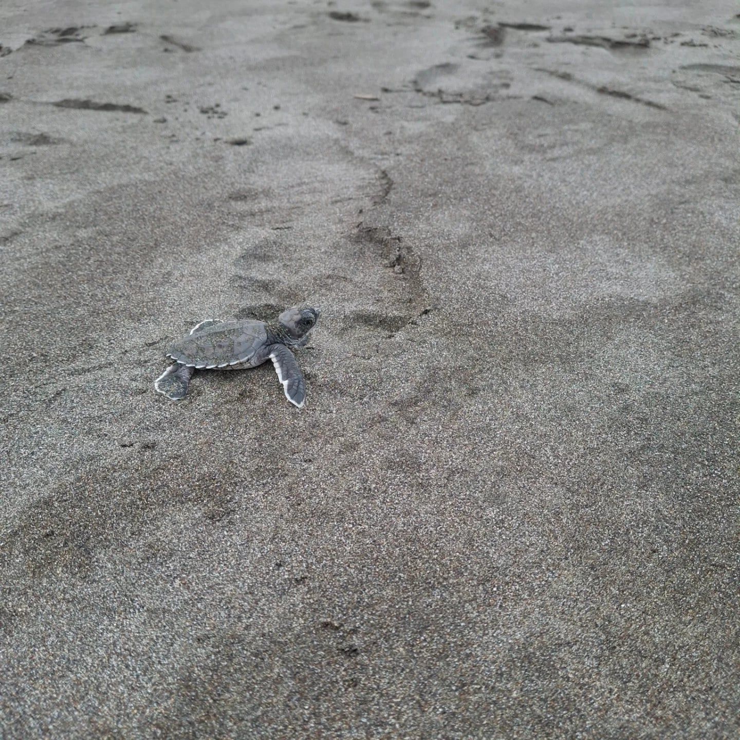 Tortuguero National Park tour visitor photo
